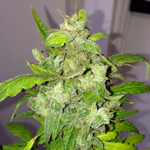 Auto Lemon Bubble Seed > Pheno Finder Seeds | Feminized Cannabis   |  Sativa